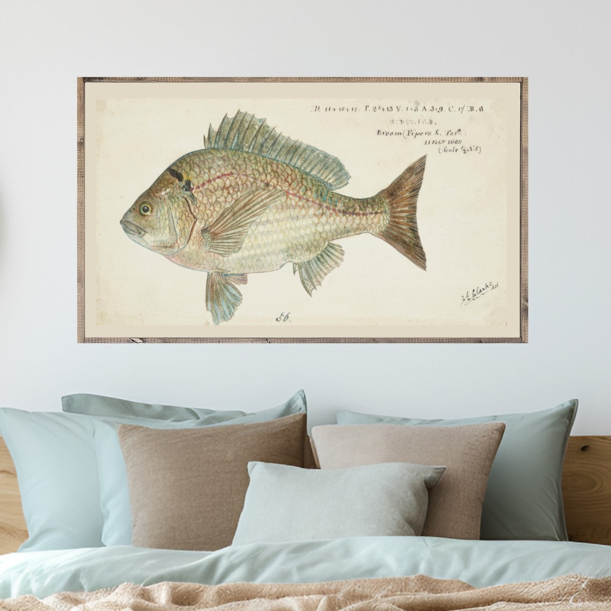 Bream Fish Canvas Printed Sign