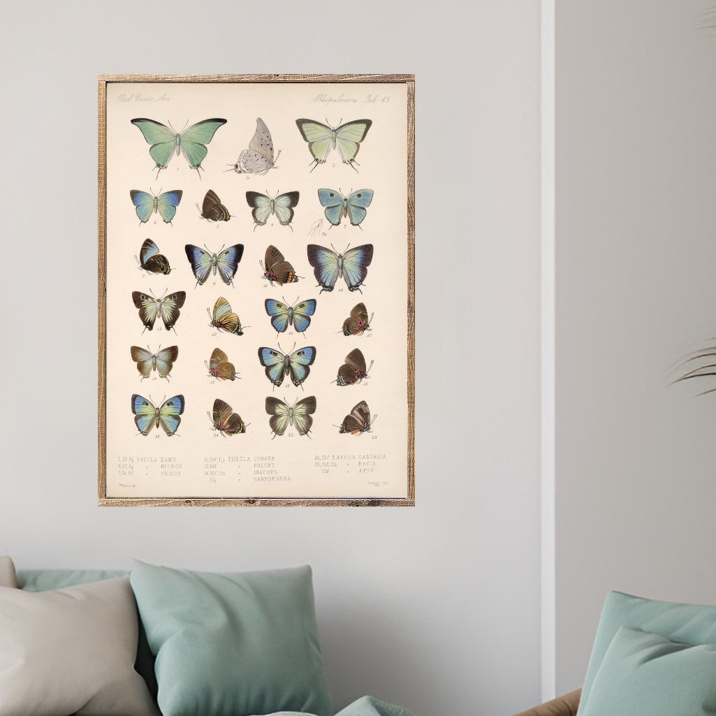 Butterfly Charts Set of Two Canvas Printed Signs