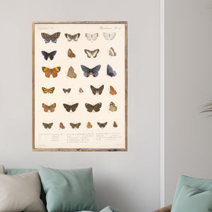 Butterfly Charts Set of Two Canvas Printed Signs