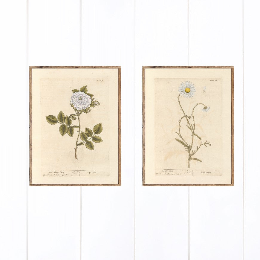 Daisy and Rose Set of 2 Canvas Printed Signs