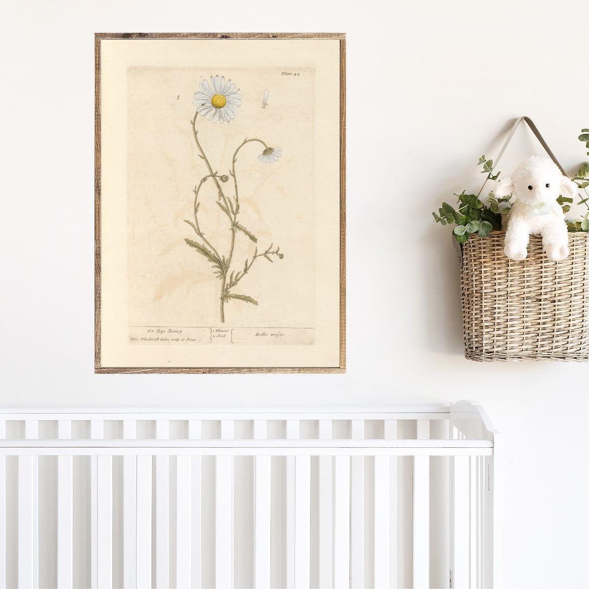 Daisy Botanical Print Canvas Printed Sign