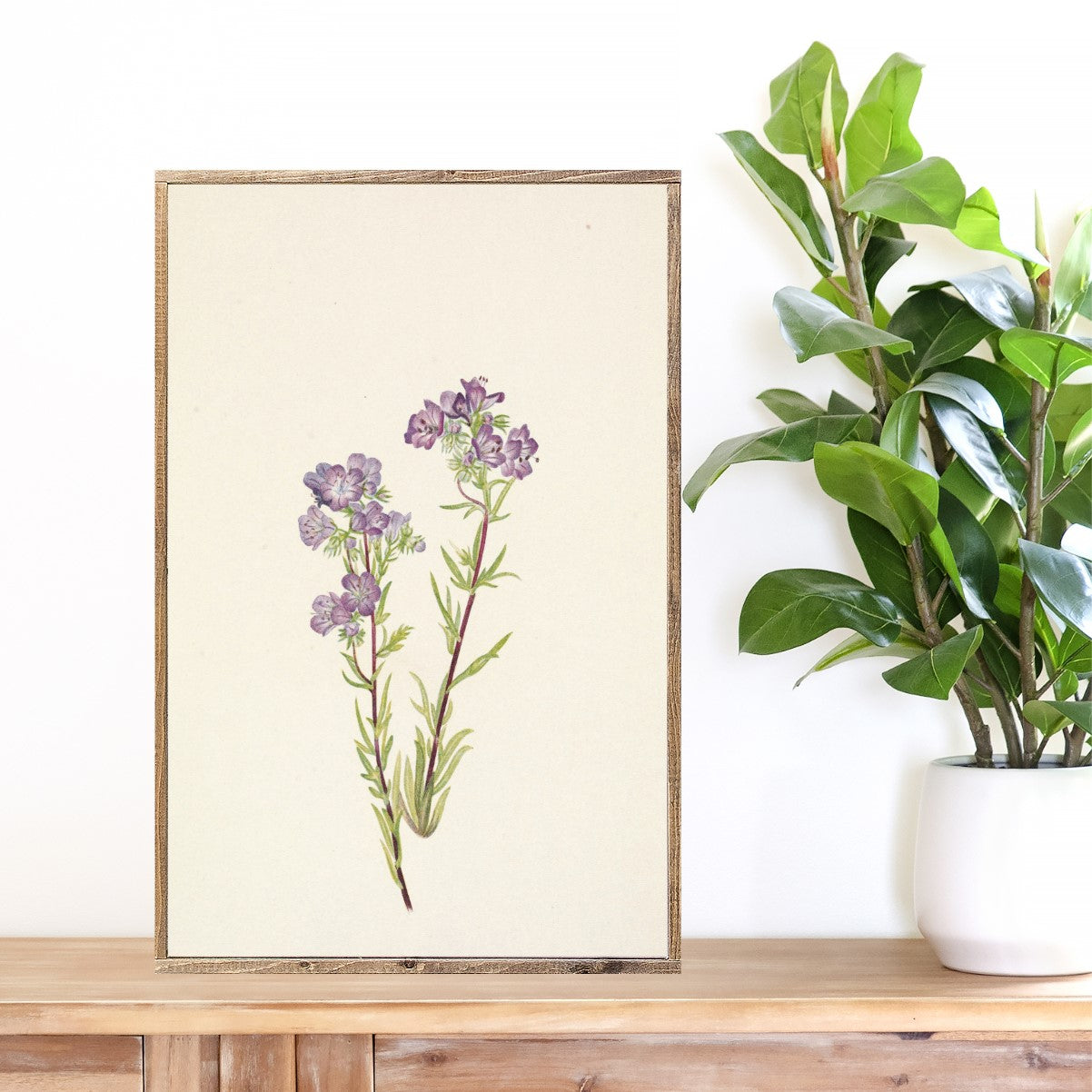 Scorpionweed Canvas Printed Sign