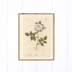 White Rose Botanical Print Canvas Printed Sign